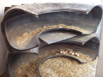 تجهیزات پرورش مرغ رسمی لانه تخمگذاری در پرورش مرغ بومی تخمگذار