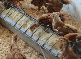 تجهیزات پرورش مرغ رسمی / دانخوری ناودانی در پرورش مرغ رسمی تخمگذار
