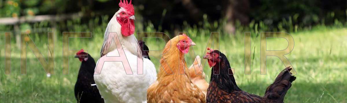 طرح توجیهی پرورش مرغ بومی پرورش مرغ بومی - پرورش مرغ محلی - پرورش مرغ خانگی