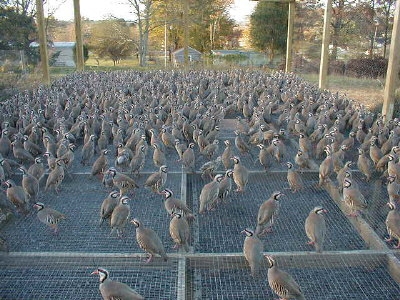 سیستم قفس مرغ تخمگذار بومی در پرورش مرغ محلی