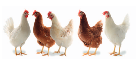 مرغ رنگی نژاد لوهمن با تولید بالا