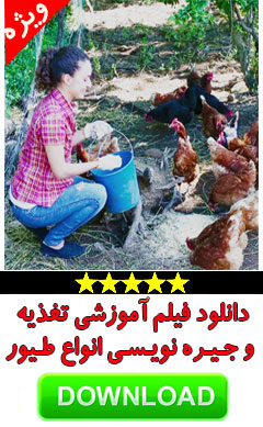 پرورش مرغ بومی تغذیه و جیره نویسی