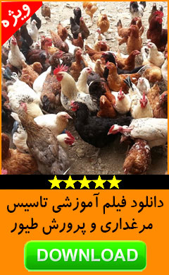 پرورش طیور