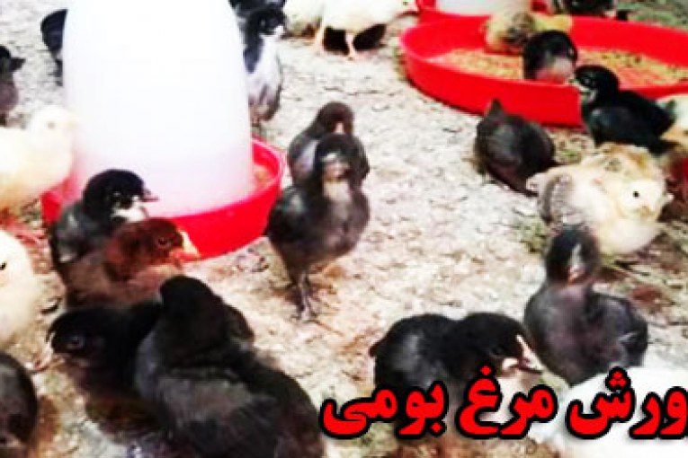 پرورش جوجه ها