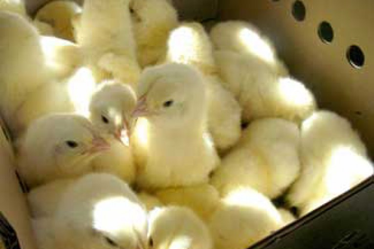توصیه های اختصاصی قبل از ورود جوجه ها