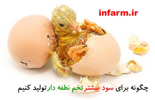 تولید تخم نطفه دار مرغ بومی و مرغ محلی تخمگذار پرورش مرغ محلی تخمگذار