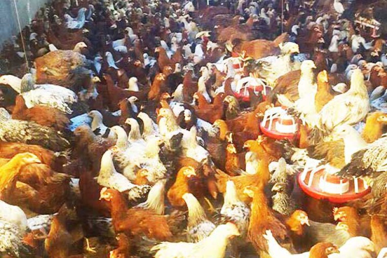 فروش مرغ بومی محلی رسمی خانگی جوجه نیمچه مرغ تخمگذار و خروس