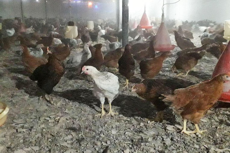 فروش مرغ و نیمچه بومی