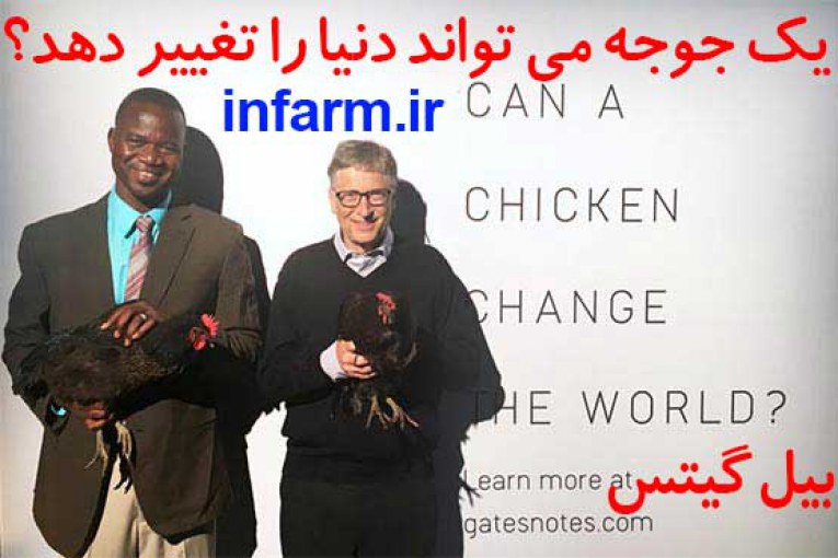 پرورش مرغ بومی بیل گیتس