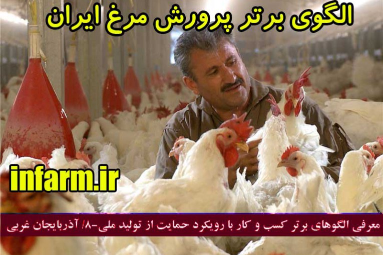 رضا سواری پرورش مرغ بومی