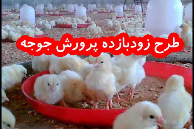 پرورش جوجه یک روزه طرح زودبازده