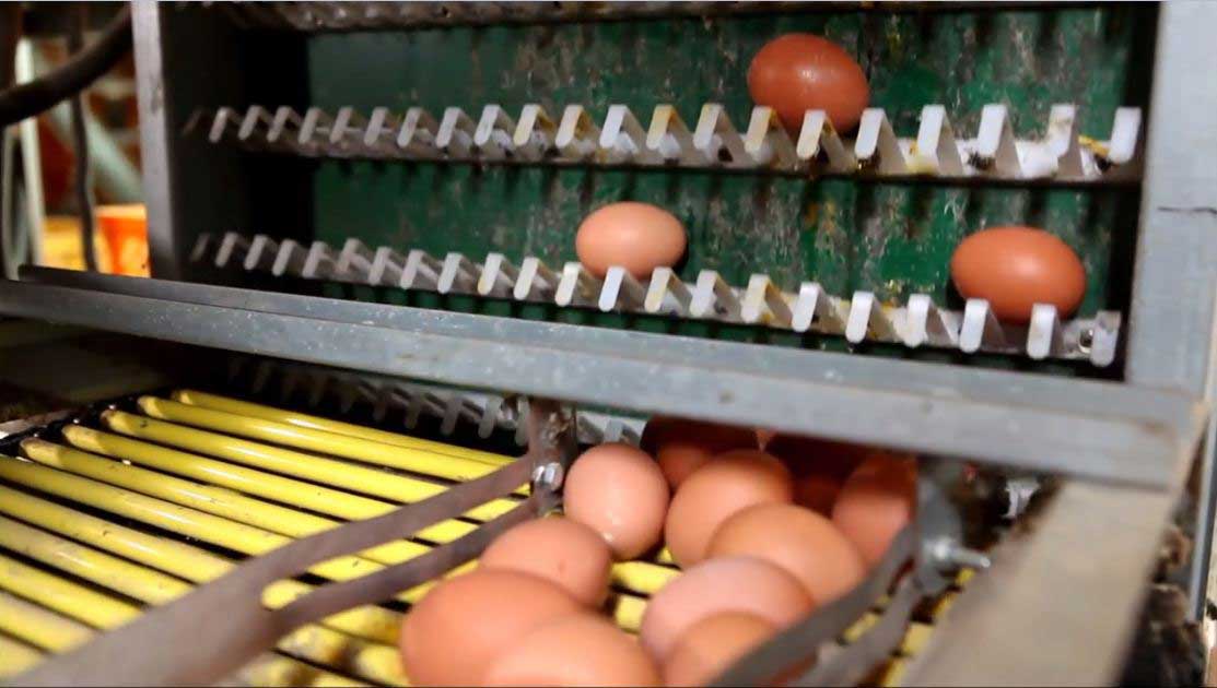 جمع آوری تخم مرغ در قفس مرغ تخمگذار تمام اتومات