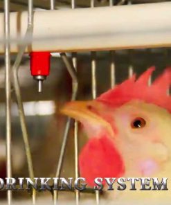 سیستم آبخوری در قفس مرغ تخمگذار