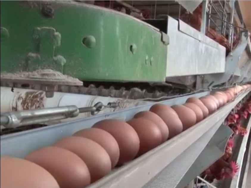 سیستم انتقال تخم مرغ در مرغداری