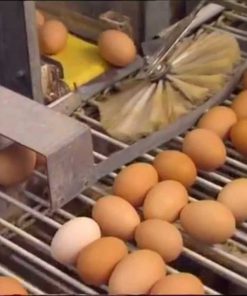 نوار نقاله جمع آوری تخم مرغ در قفس مرغ تخمگذار صنعتی تمام اتومات