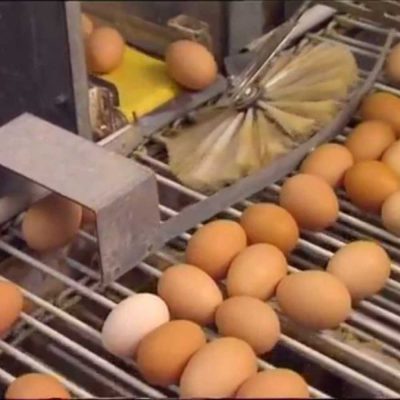 نوار نقاله جمع آوری تخم مرغ در قفس مرغ تخمگذار صنعتی تمام اتومات