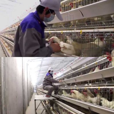 واکسیناسیون در سیستم قفس مرغ تخمگذار