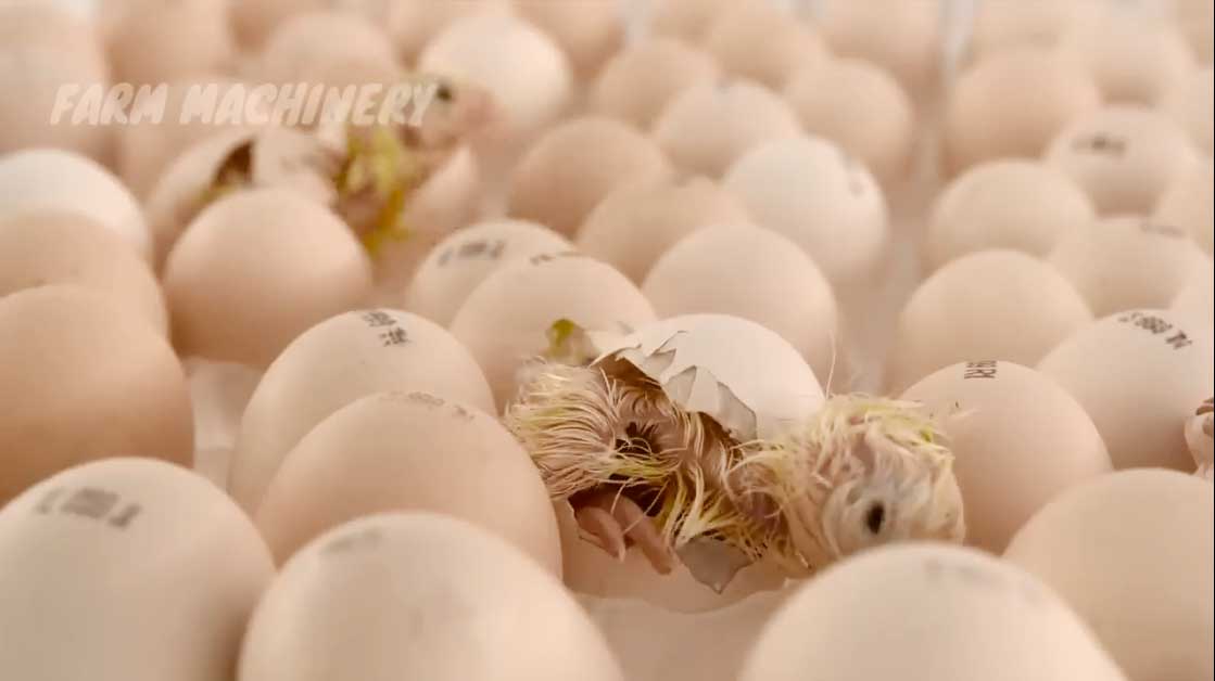 بیرون آمدن جوجه ها از تخم در درون دستگاه و پس از آن انتقال آنها به سالن پرورش