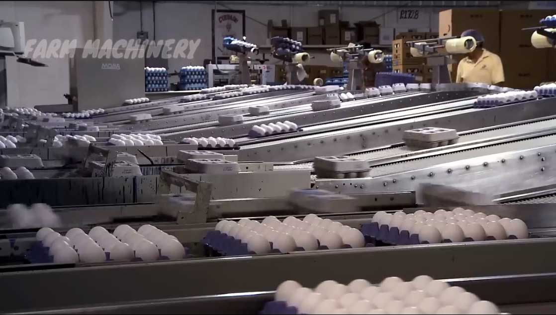 قسمت های آخر فیلم که بسته بندی و چیدن تخم مرغ ها را در شانه های تخم مرغ نشان می دهد 