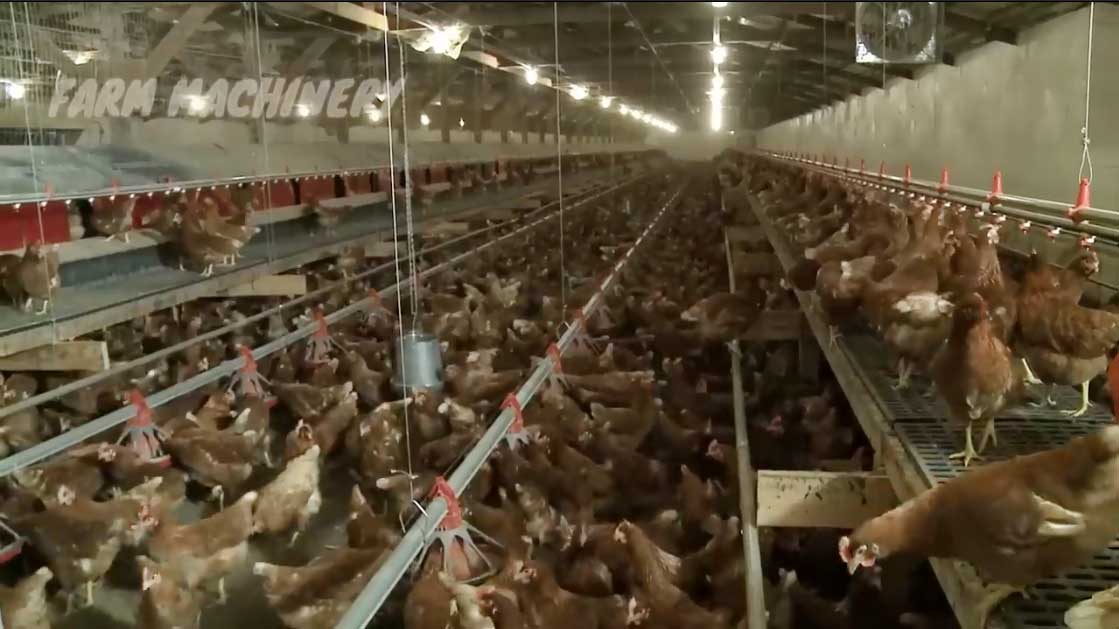 نمایی از سالن پرورش مرغ تخمگذار پس از رشد جوجه ها